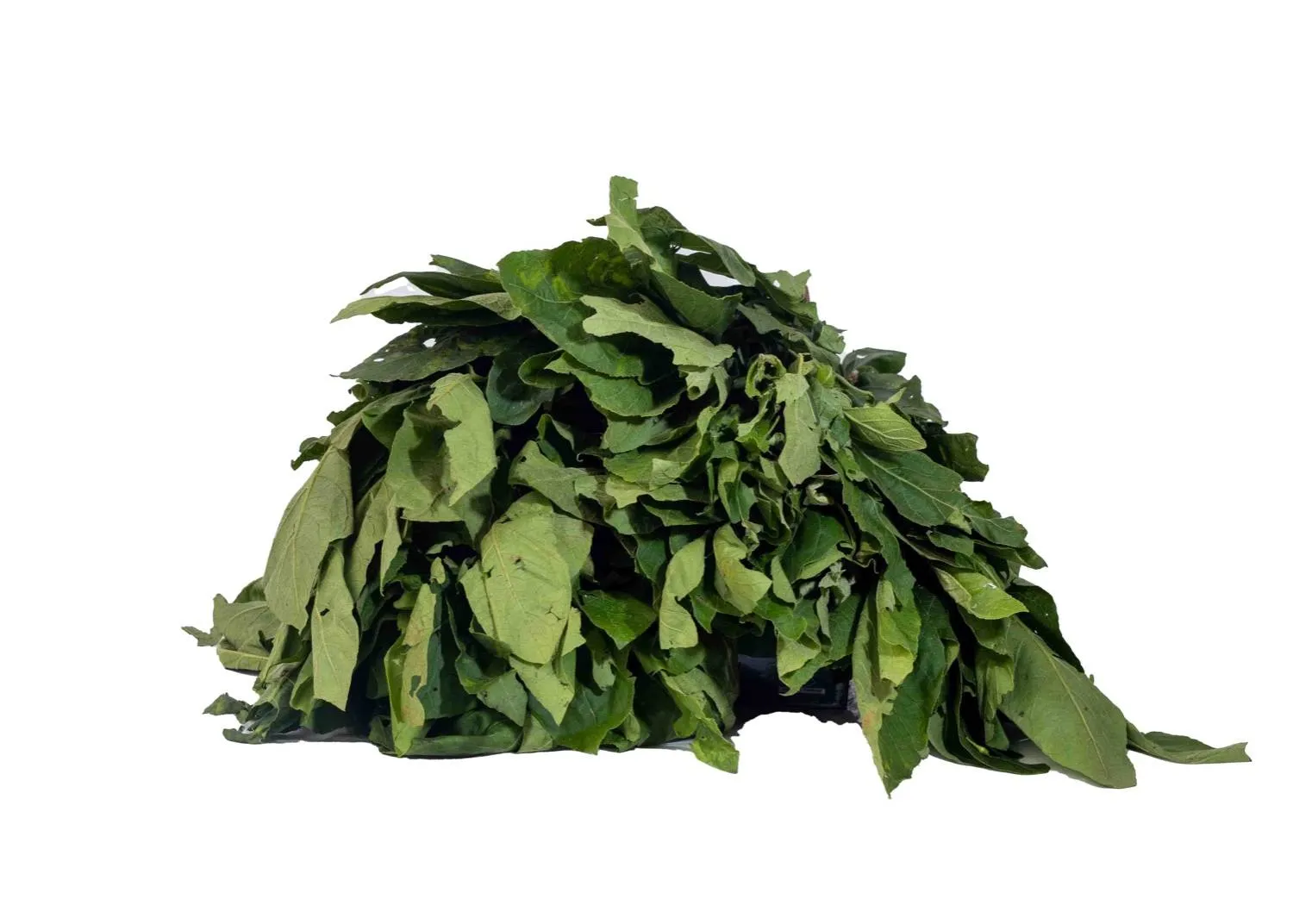 Bitter Leaf
